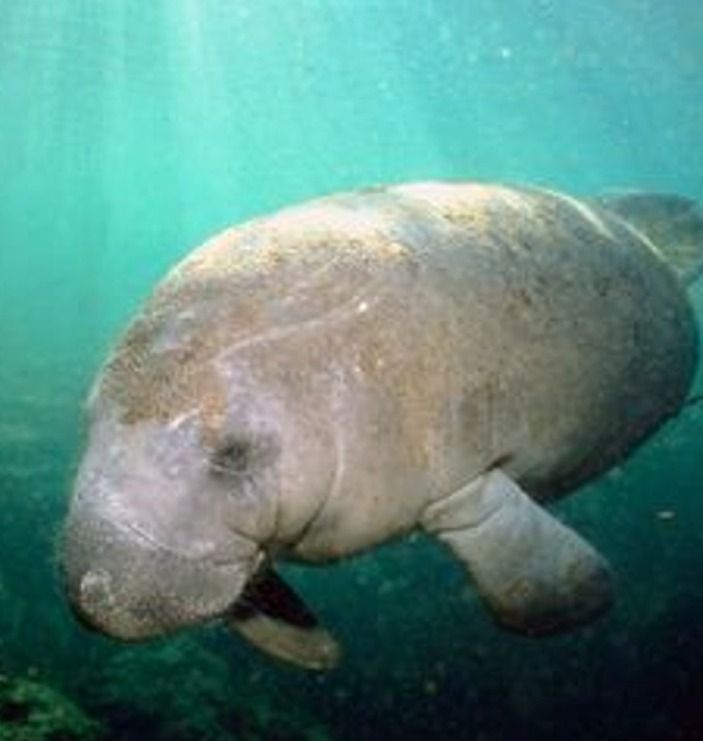 manatee