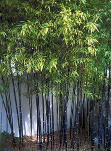 bamboo