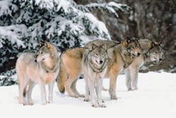 wolves