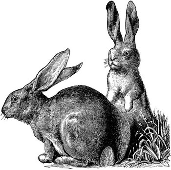 rabbits