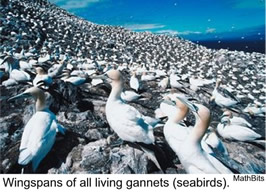 gannets