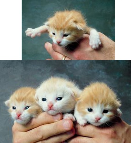 kittens4