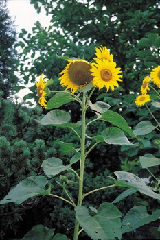 sunflowers