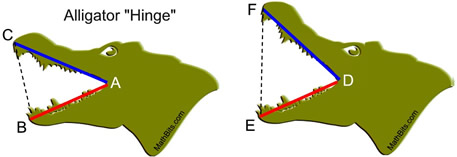 alligator hinge