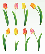 tulips