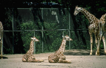 giraffes