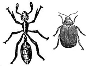 antflea