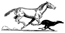 horse and dog