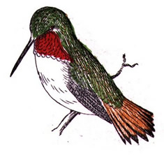 hummingbird