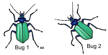 bluegreenbugs