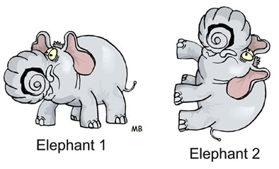 elephants